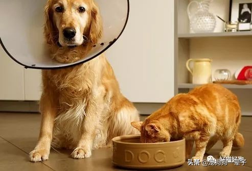 狗狗吃猫粮有什么危害,狗狗吃猫粮有什么危害吗