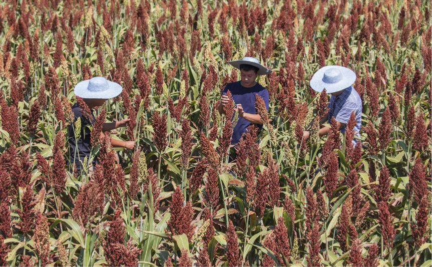 江小白真实图片,江小白的真实样子