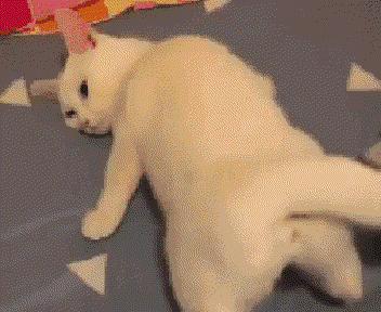 用棉签能让母猫停止发情？快别傻了……