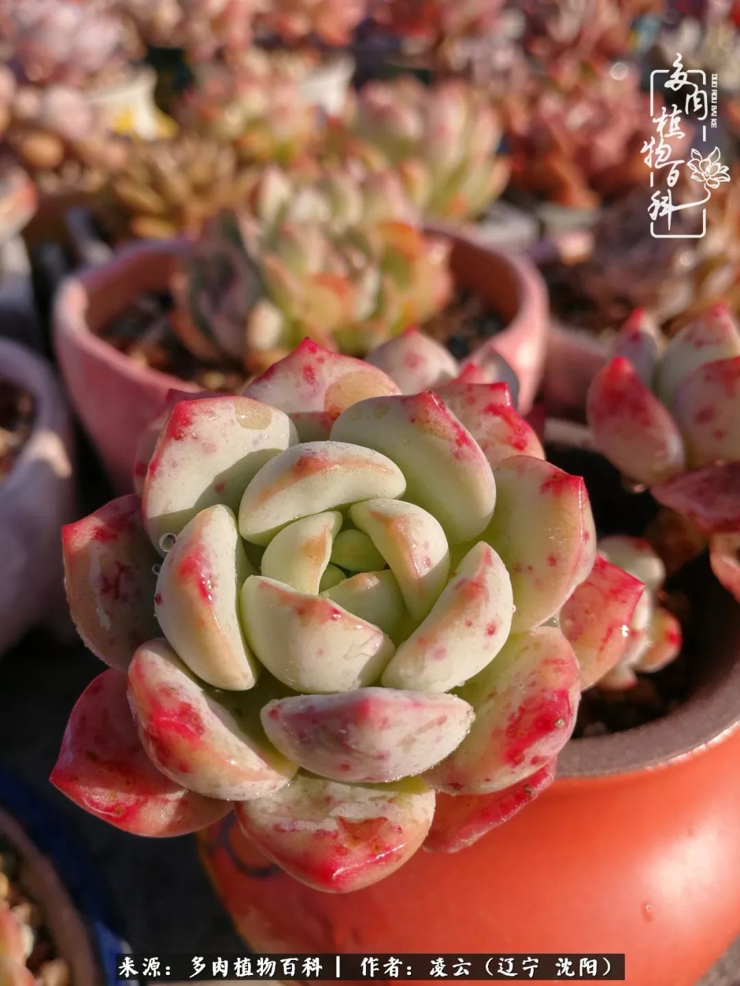 秋闲赏多肉，话育儿，亲生的自家娃，总有一刻让你怦然心动