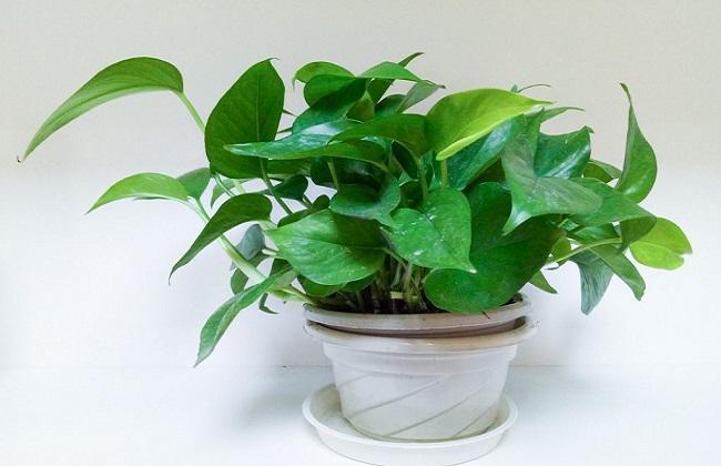 冻的绿萝怎么返青,绿萝返青喷雾