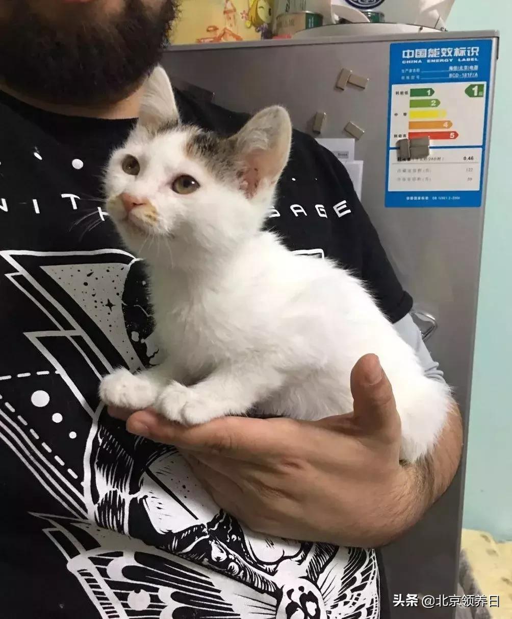 #领养代替购买#给它们一个家|线上宠物领养日,20190608加场