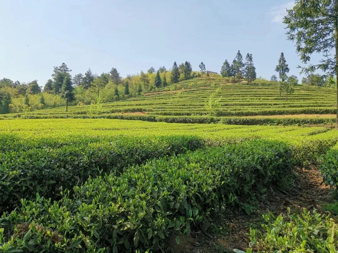 赏春图鉴丨赏花海、品清茶、尝美食...乌当百宜镇这条宝藏春游线路，就等你来打卡啦！