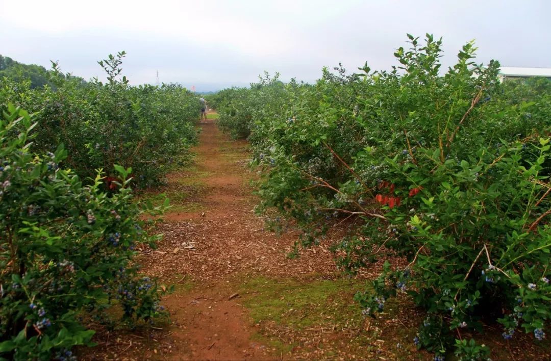 安徽省蚌埠市陆春燕,蚌埠陆春燕