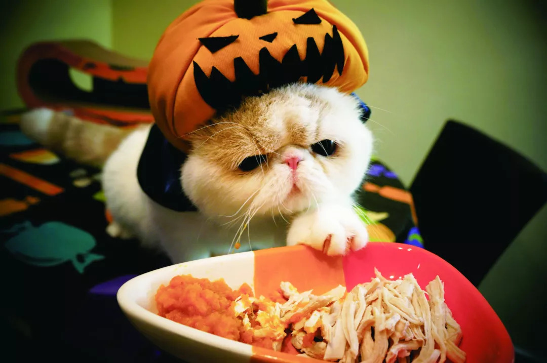 猫咪挑食只吃猫粮怎么快速解决,猫猫挑食什么猫粮治挑食