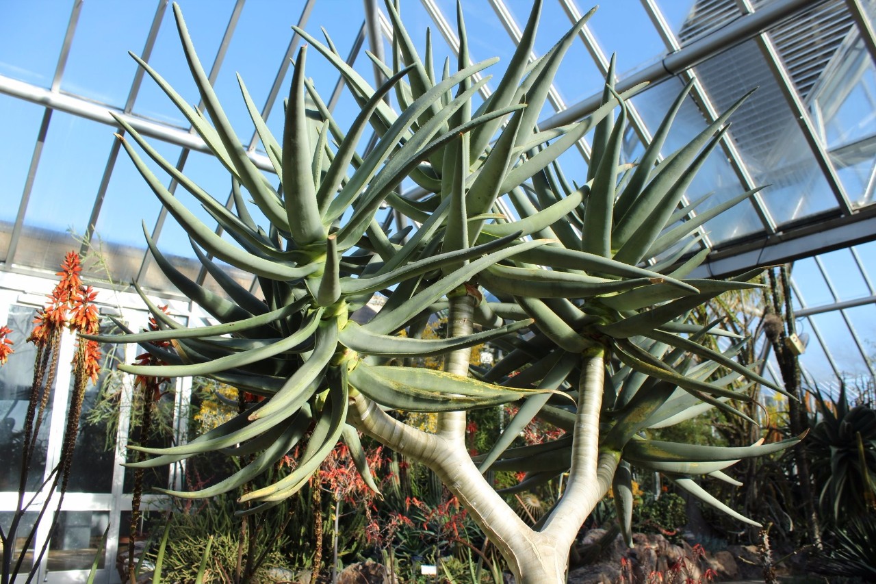 哪一种芦荟长得最矮又好养,最好养的芦荟排名