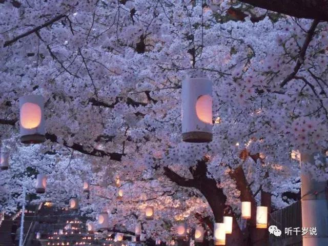 日本东京熊本熊,日本熊本游