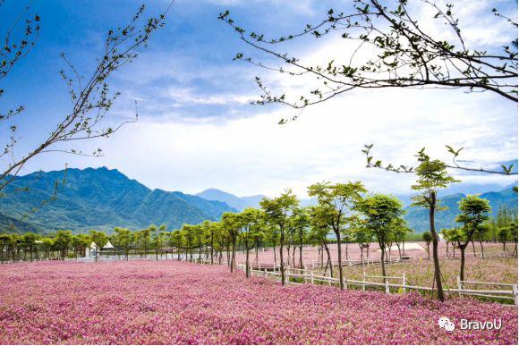 【慢游新天府，感受新成都】端午节特辑（二）|世界冠军蒋文文、蒋婷婷带你去逛川西林盘和特色小镇打卡地