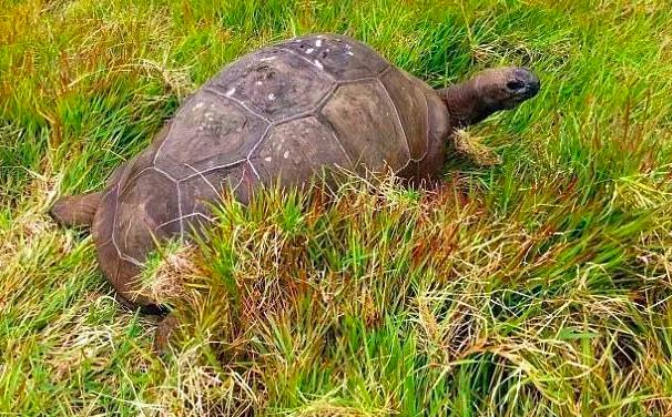 从清代活到现代的乌龟,被遗弃的乌龟完整视频