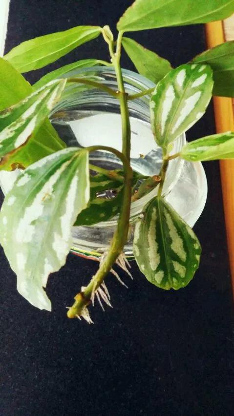 塑料瓶绑在月季上能生根吗视频,水扦插适应哪些花卉