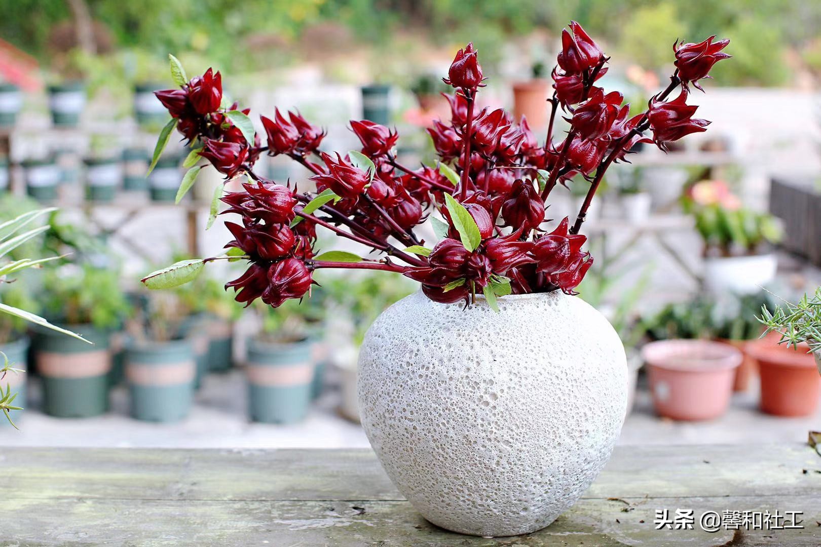 OHTRC精品实操课程||园艺疗法活动设计与评估