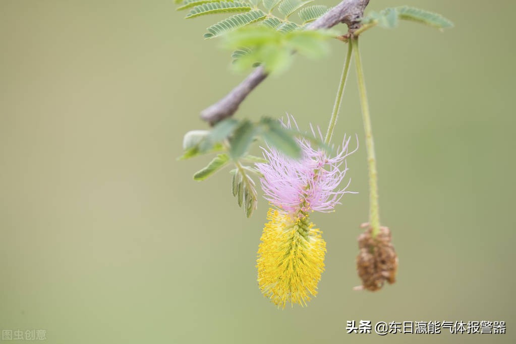 销售乙烯检测仪厂家,进口乙烯检测仪批发