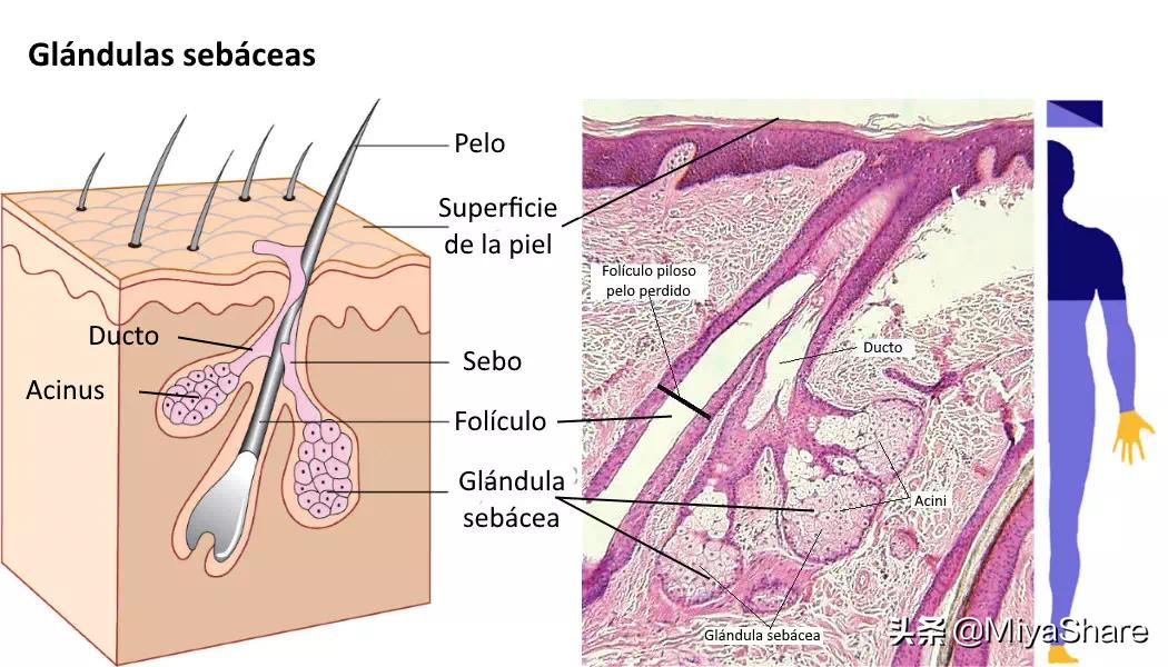 油皮干燥起皮怎么急救,油皮干痒脱皮泛红怎么改善