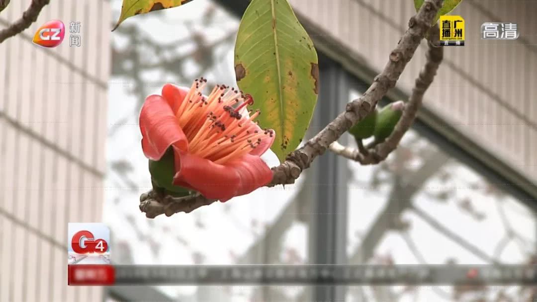 春天煲什么汤清热最好吃,夏季必不可少的广东靓汤清热润肺