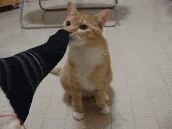 猫咪喜欢铲屎官是怎么回事,猫咪铲屎官要知道的知识