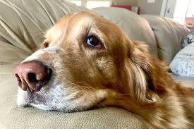 什么是狗狗结肠炎？一篇文，让你从原因到治疗全面了解这种疾病