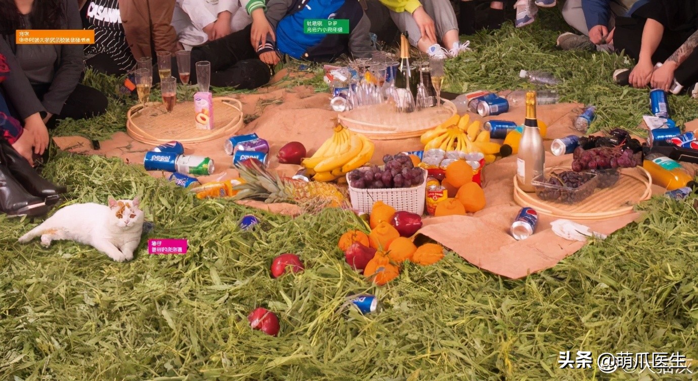 全网最可爱猫整天撒娇卖萌,全网最委屈的猫