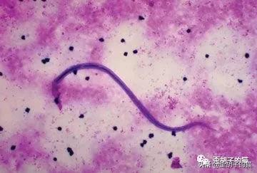 猫咪体外驱虫药哪个牌子好,驱虫最全的猫咪外驱