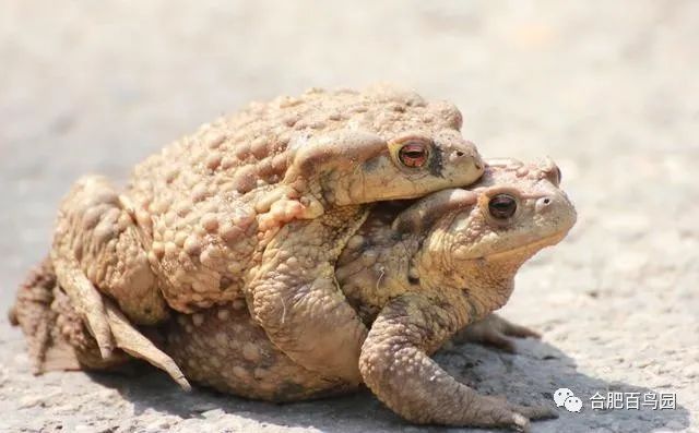 祝大家初五迎财神迎幸福,祝家人和朋友们初五迎财神