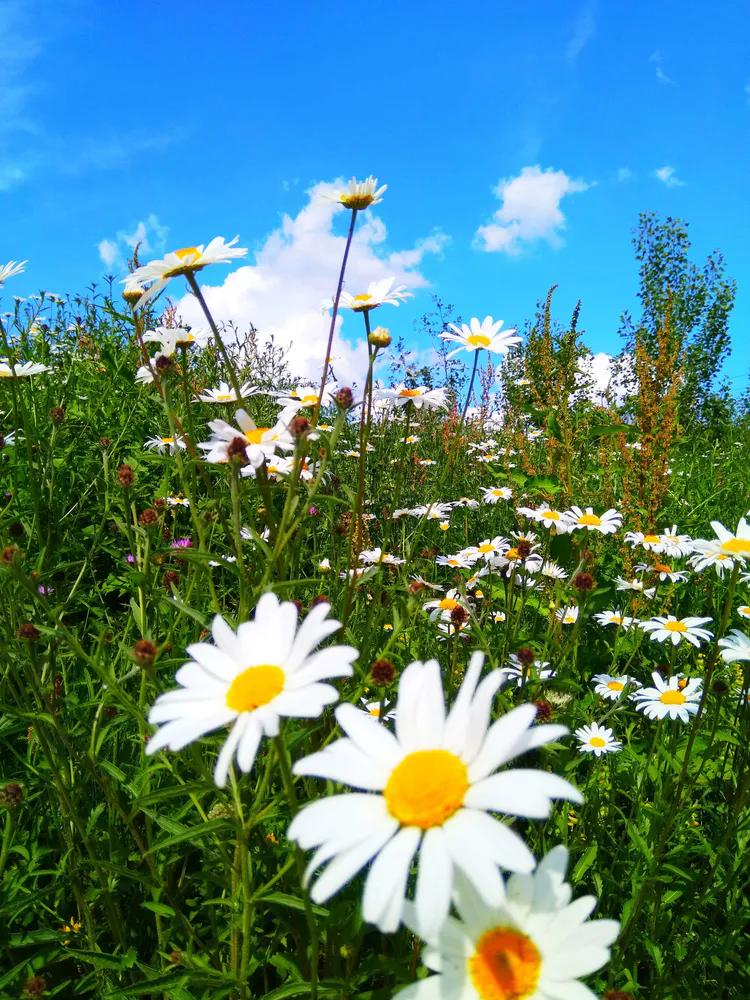伦敦六月小说,六月的伦敦什么季节