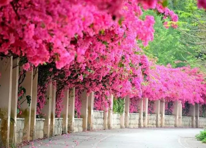 普通三角梅怎么样养成盆景,家庭养好三角梅的诀窍