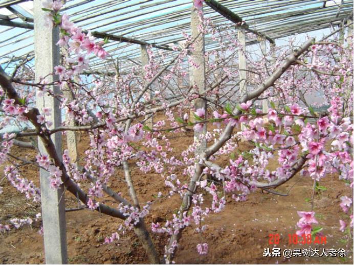 大棚桃树花期可以抹芽,大棚桃种植前景