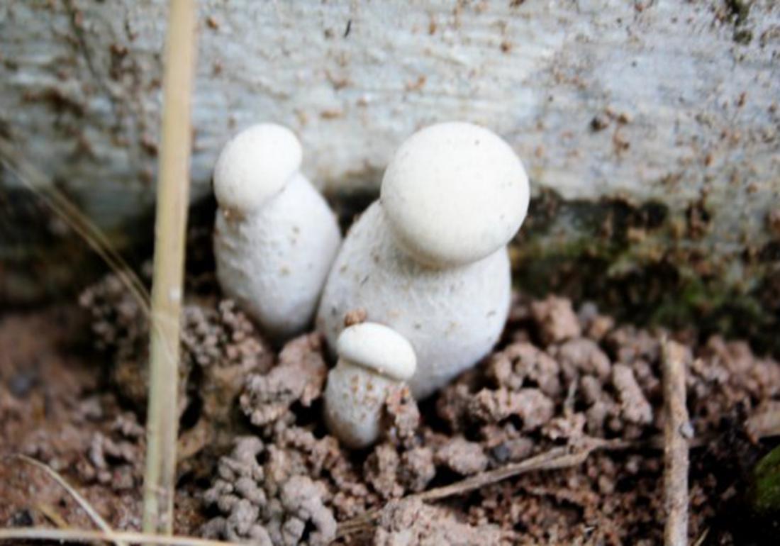 双孢菇的种植方法及步骤,双孢菇的室内种植方法和技术