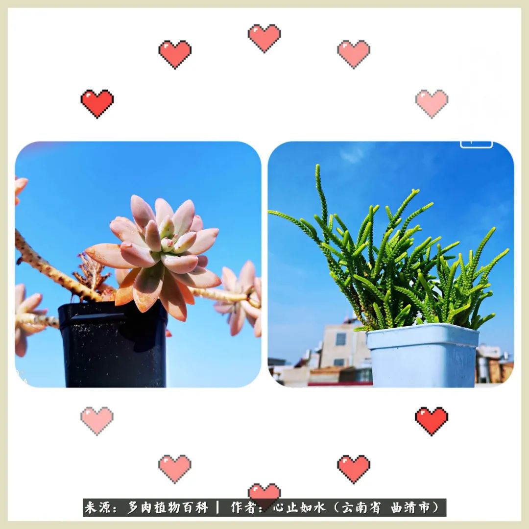 景德镇精品拇指多肉盆,轻奢多肉拇指盆3.5