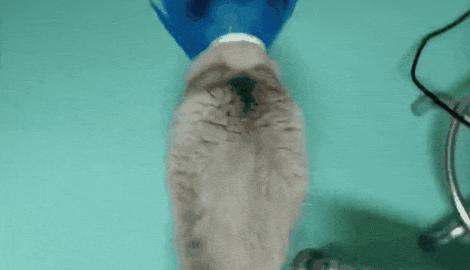 猫咪摔骨折了治疗需要多少钱,猫咪骨折吃什么东西恢复得快