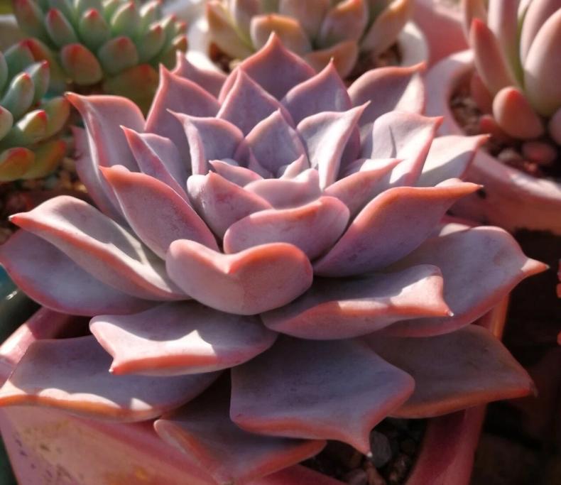 多肉晒伤了怎么恢复,多肉晒伤了该怎么处理