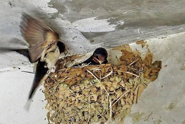 燕子在农村老家屋檐下搭窝说明啥,为什么燕子筑窝后家里人会有事