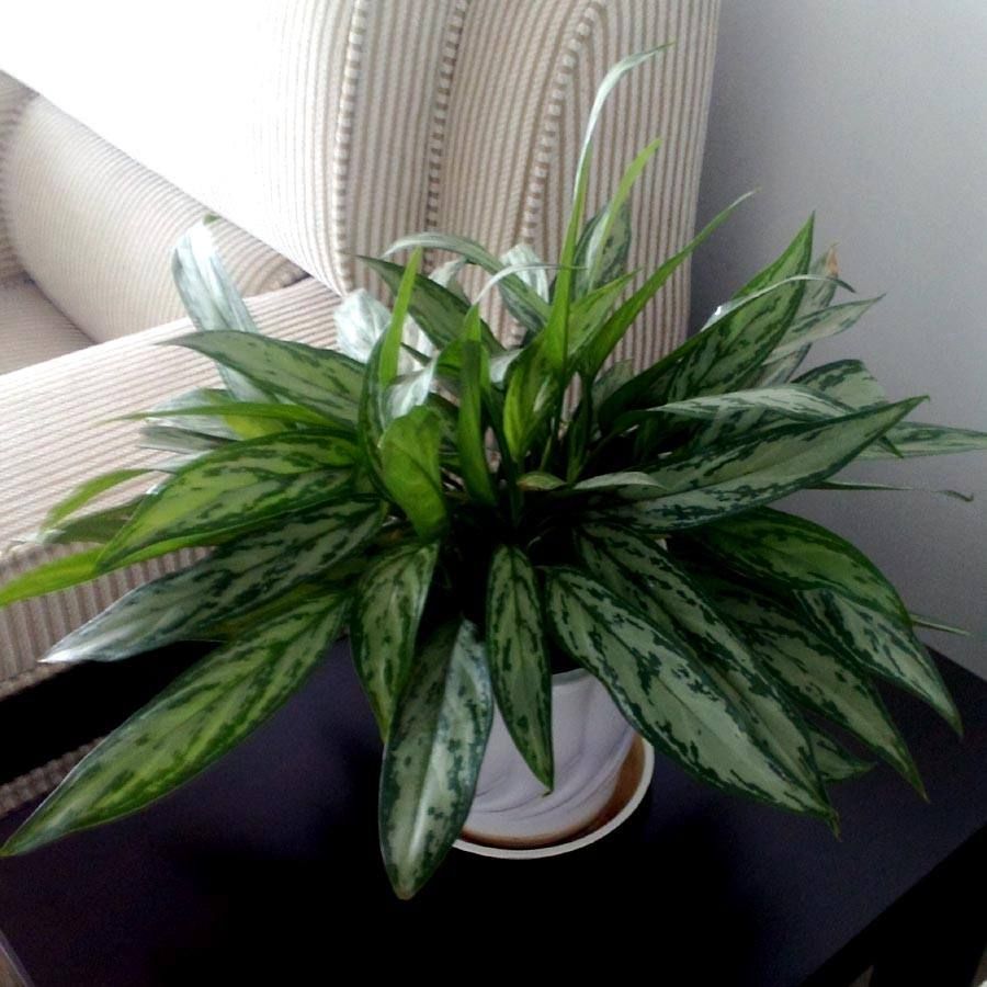 家里的植物叶片发黑怎么办,家里植物叶子发黄掉叶土方法