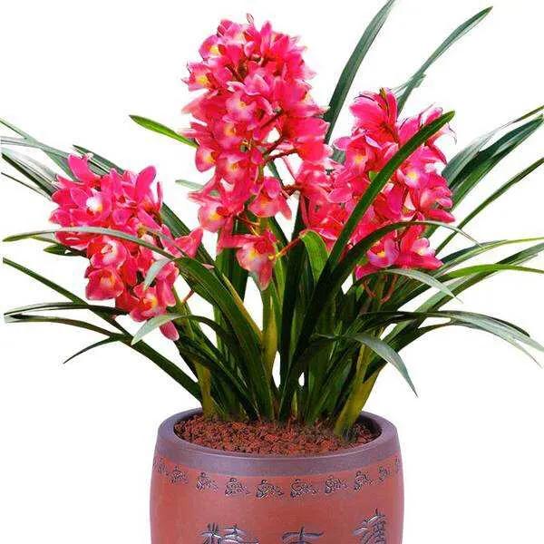 大将军兰花与香妃兰花哪个更好,兰花大将军属于什么品种几月开花