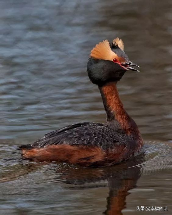 鸟类选美赛,最新鸟类选美大赛