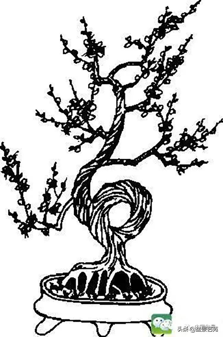 金银花盆景的修剪方法,盆景的修剪知识与技法