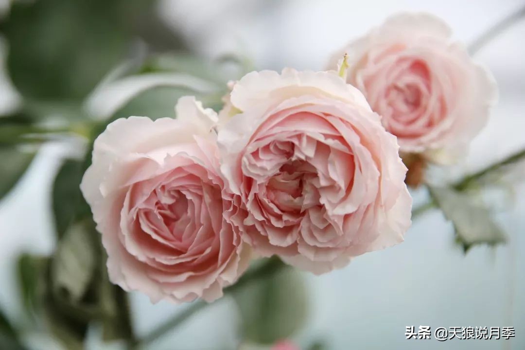 4月最浪漫的一次花开，是171个低价月季小苗带来的巅峰时刻！