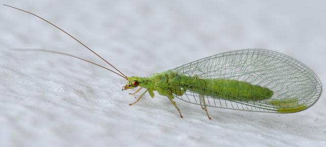 瓢虫害虫和益虫的区别图,益虫害虫有哪些视频