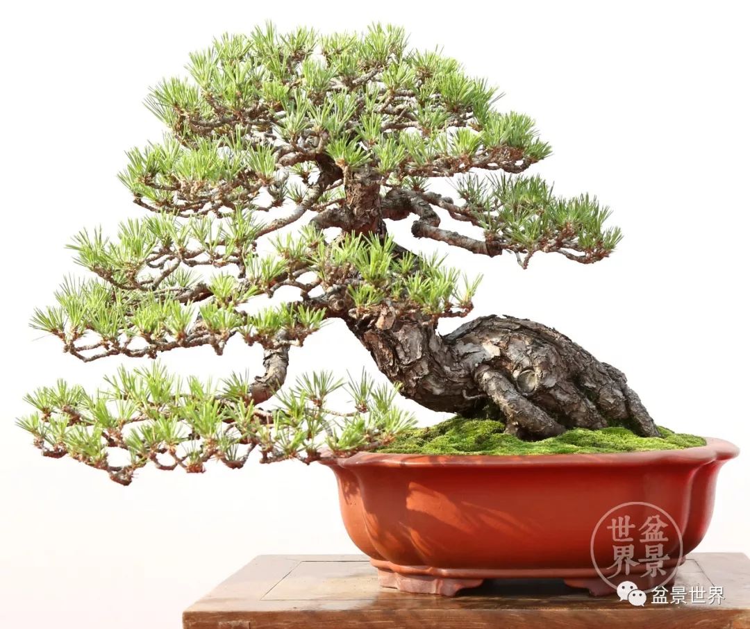 黑松盆景精品图片,黑松盆景精品欣赏