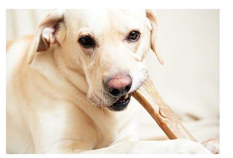 狗狗换牙期的护理,狗狗换牙期间怎么喂食