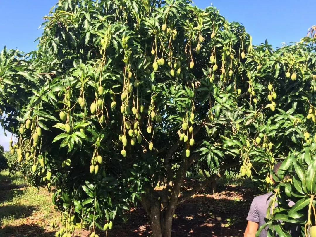 芒果开了很多花结果少是什么原因,我种的芒果怎么不结果