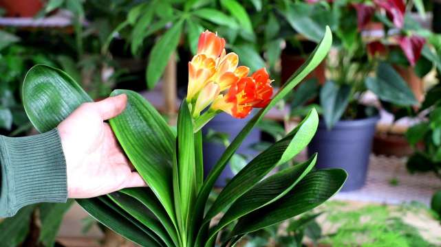 送男人君子兰代表什么,男人应该养君子兰