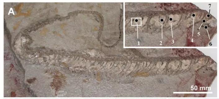 有图有真相有依据,有图有真相眼见为实