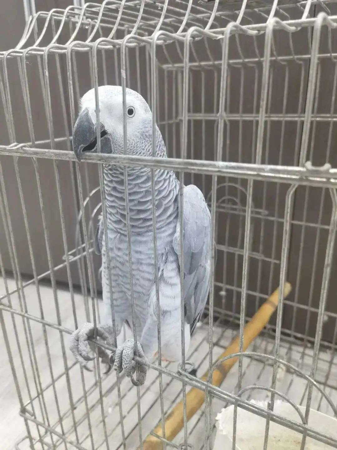 警惕！那些你刷上热门的萌宠视频，背后可能涉及野生动物非法交易