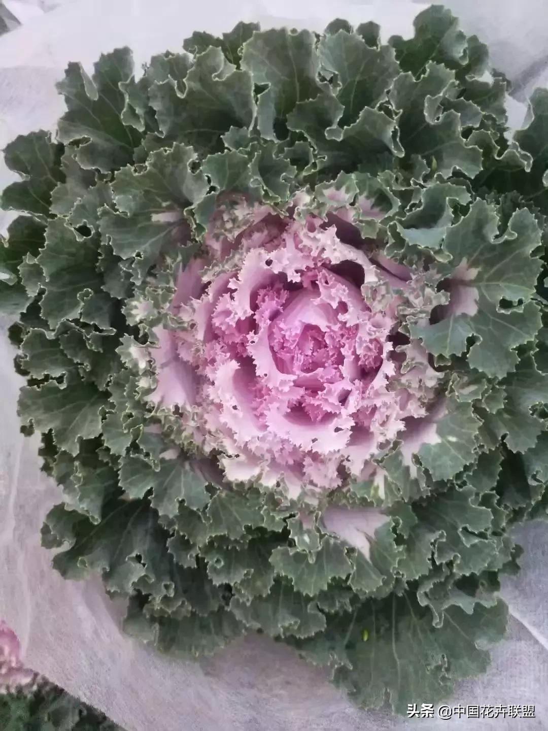 春天花市有哪些花材,便宜又大把的花材有哪些