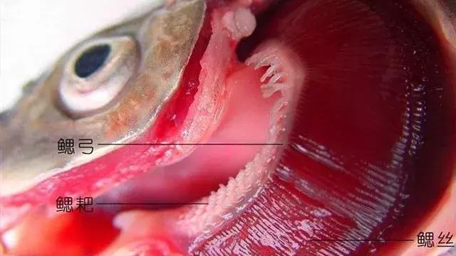 亚马逊河里的恐怖之处,亚马逊河里有多恐怖