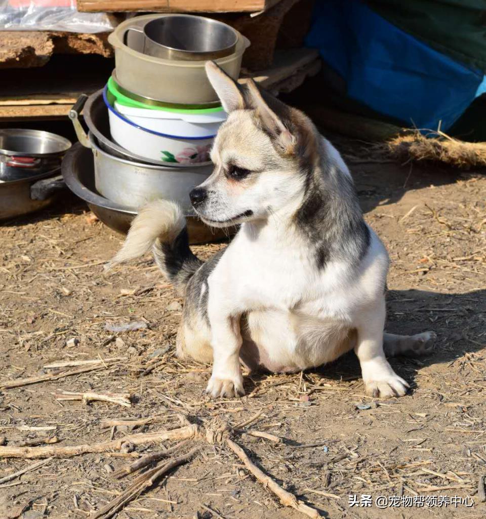 除夕,身上恶臭的萨摩耶在家门口流浪:为什么要抛弃我?