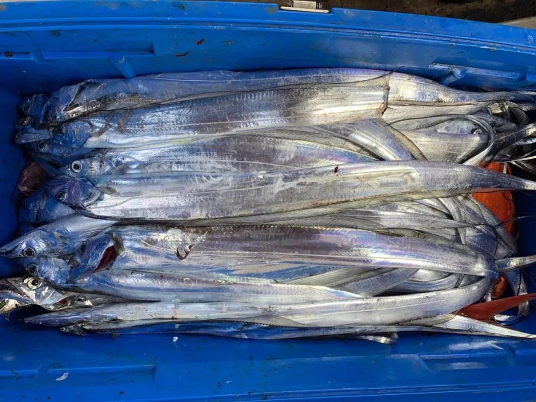 带鱼串钩用几号主线,岸边串钩钓带鱼教学