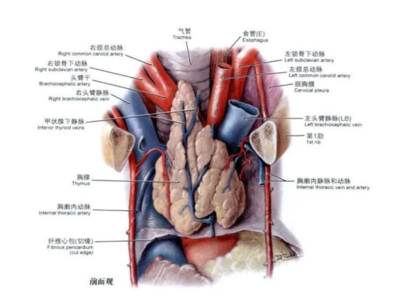 眼皮耷拉的厉害是怎么回事,眼睛眼皮往下耷拉肌无力怎么治