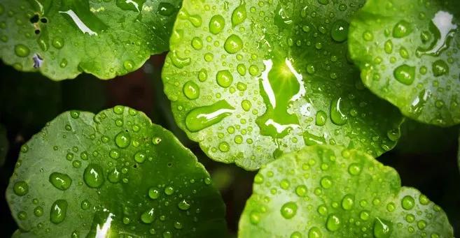 美容护肤界的万金油积雪草,积雪草在护肤界有万金油之称