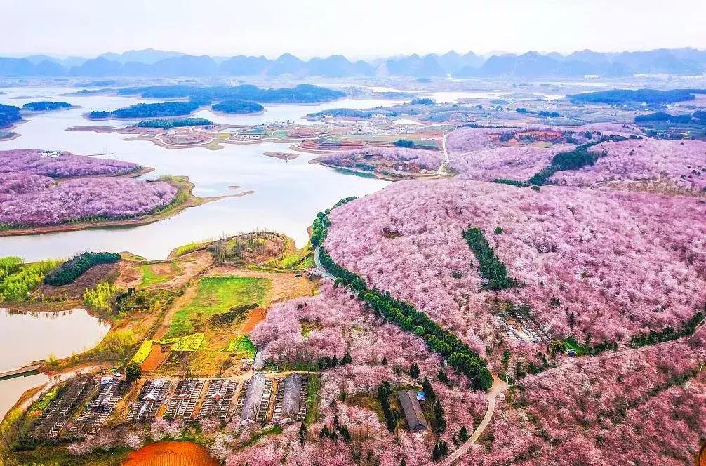 去日本观赏樱花最佳去哪个岛,去日本观赏樱花可能去什么岛